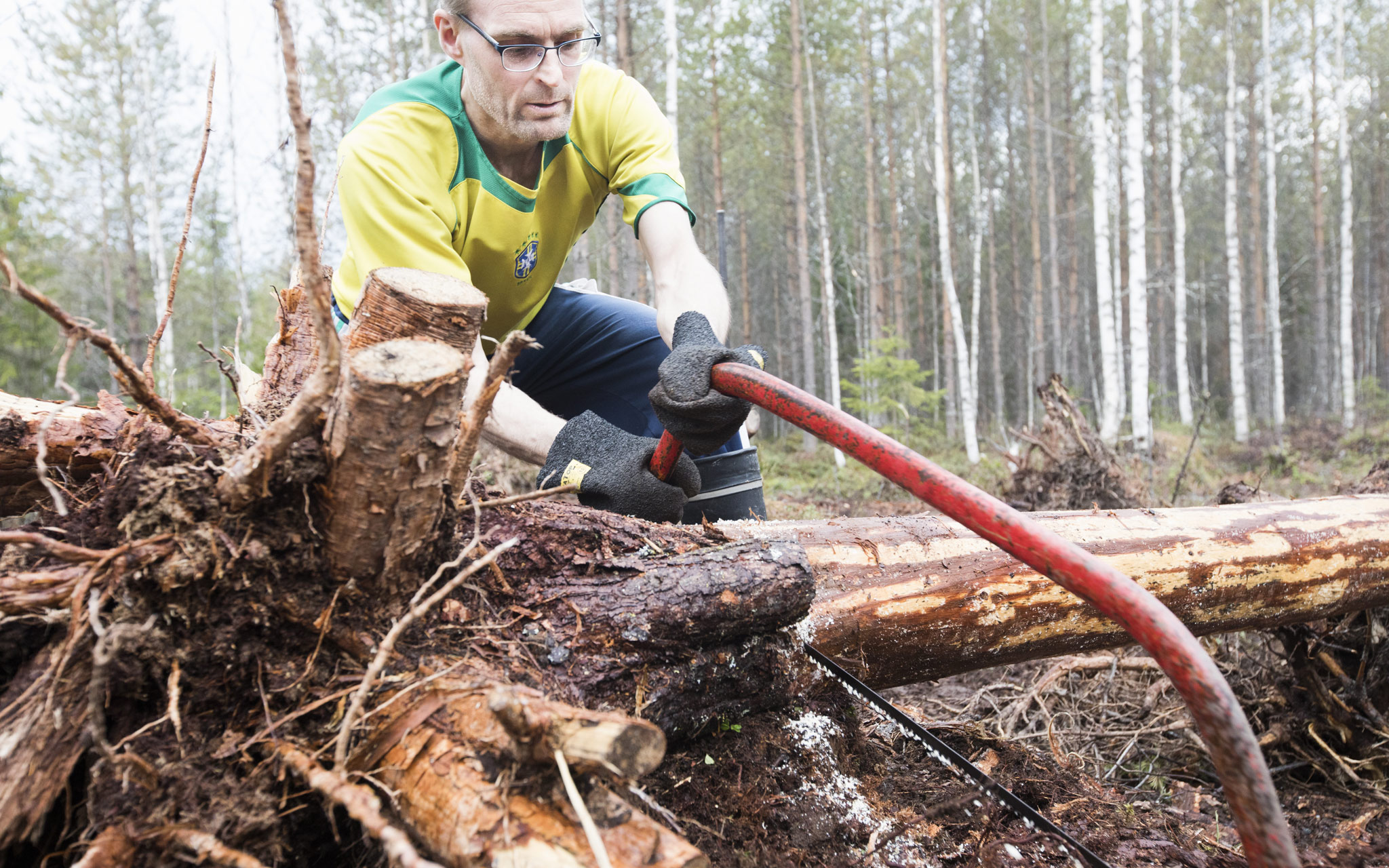 Pekka Ylhäinen sahaa juuriltaan kaadettuja puita kasvimaan tieltä.