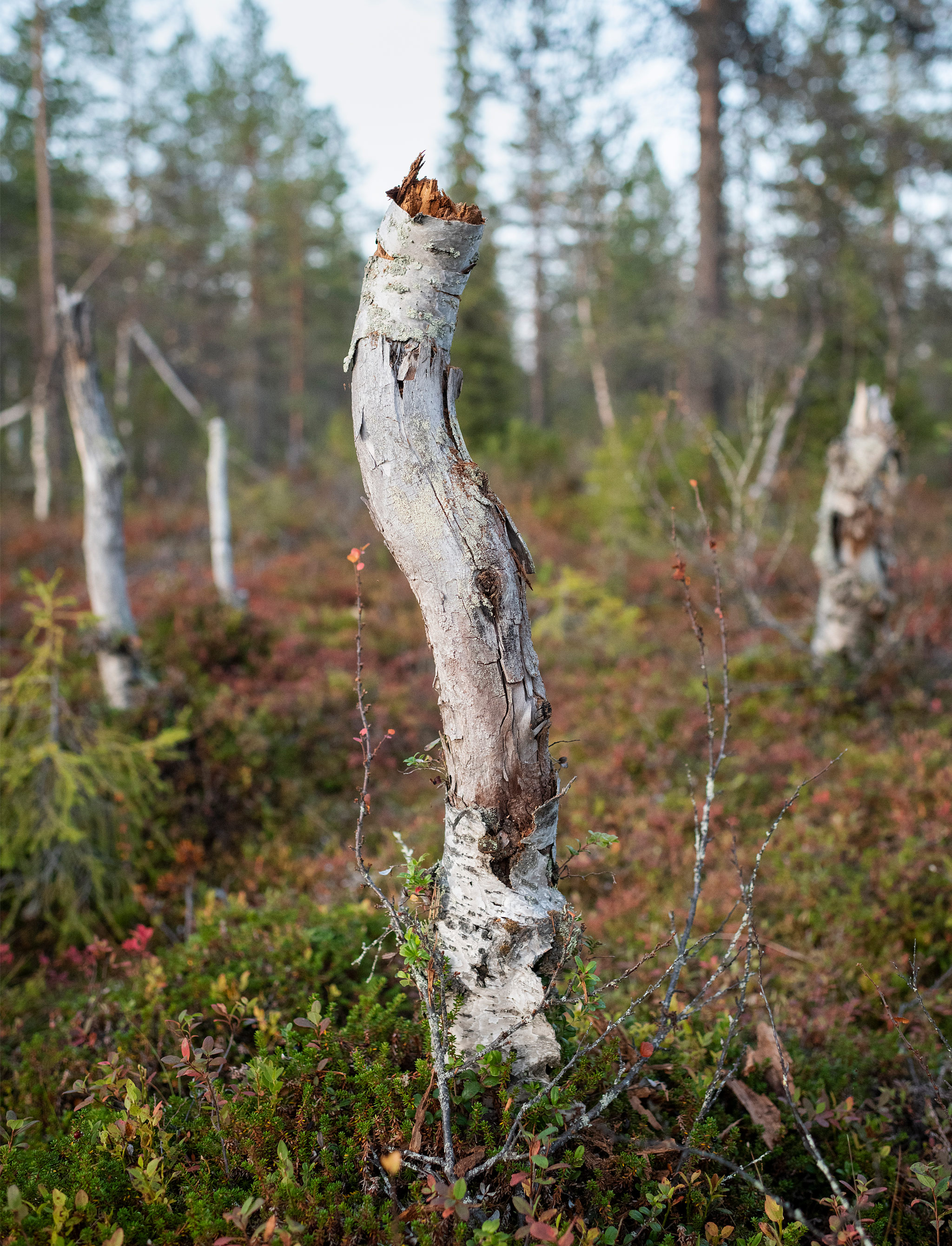 Koivujen pökkelöt