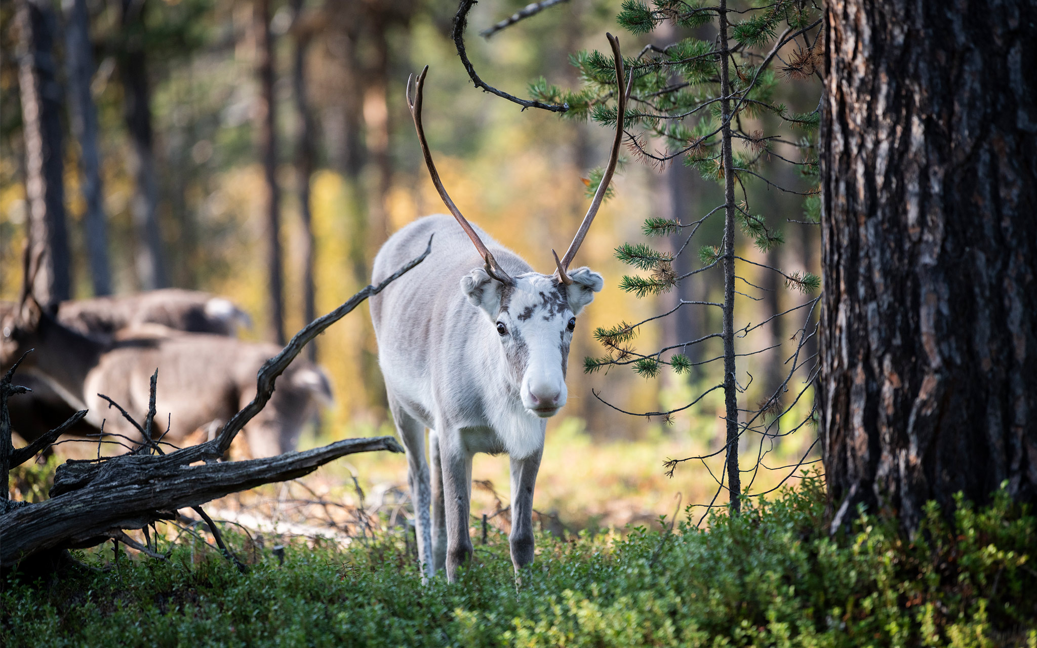 Poro vapaana metsässä.